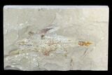 Cretaceous Fossil Fish (Coccodus) - Lebanon #124015-1